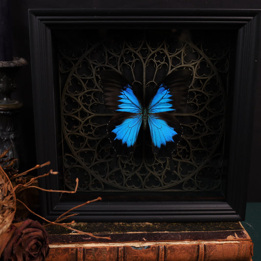 Papilio ulysses im Rahmen auf Gotischem Hintergrund | 22x22cm