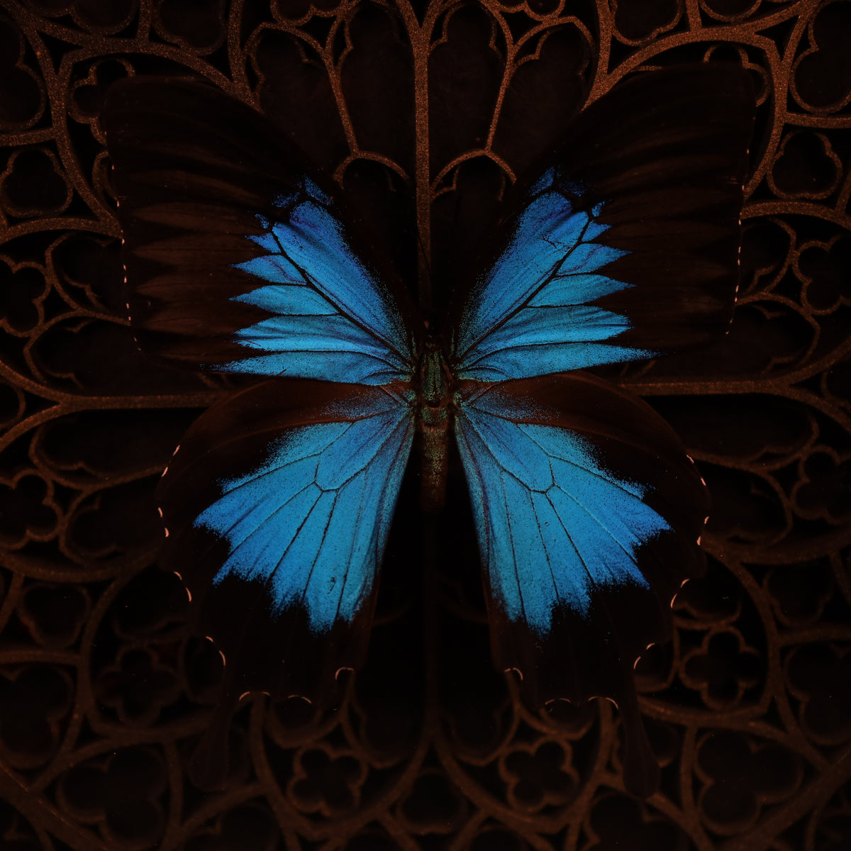 Papilio ulysses im Rahmen auf Gotischem Hintergrund | 22x22cm