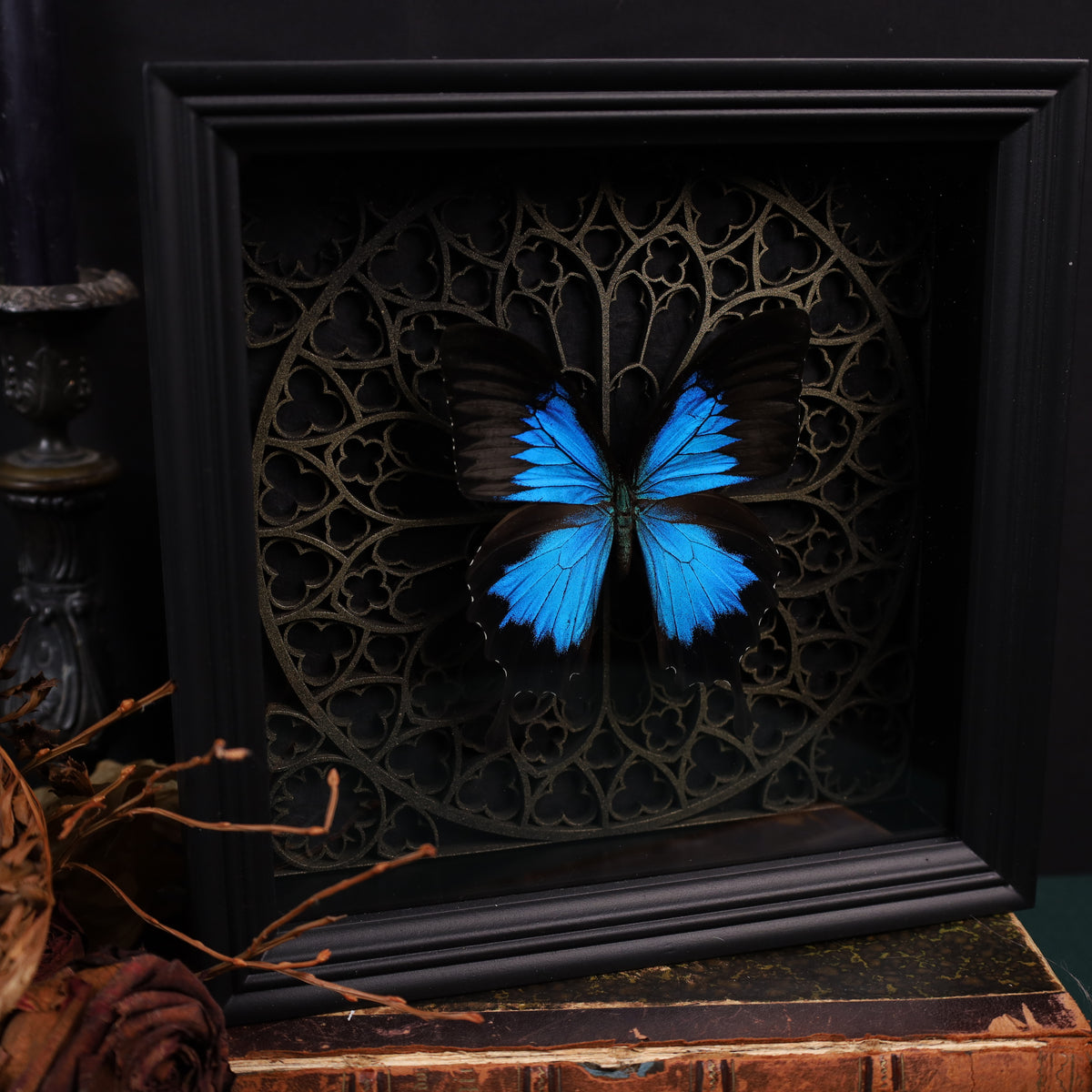 Papilio ulysses im Rahmen auf Gotischem Hintergrund | 22x22cm