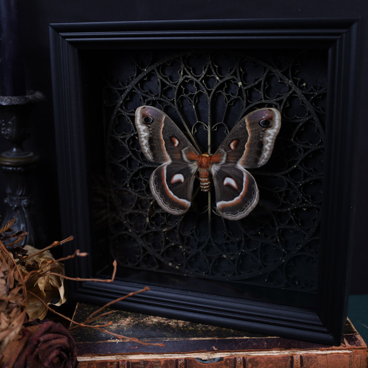 Hyalophora cecropia im Rahmen auf gotischem Hintergrund | 22x22cm