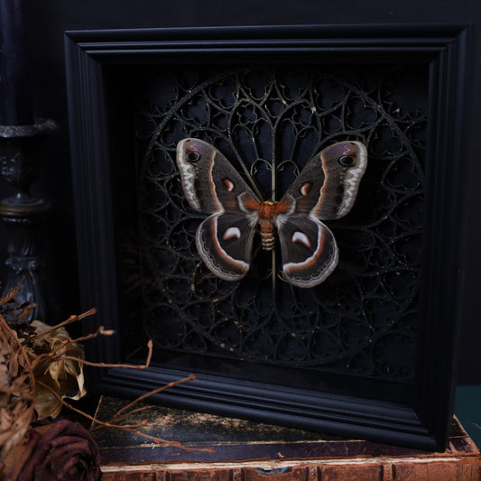 Hyalophora cecropia im Rahmen auf gotischem Hintergrund | 22x22cm
