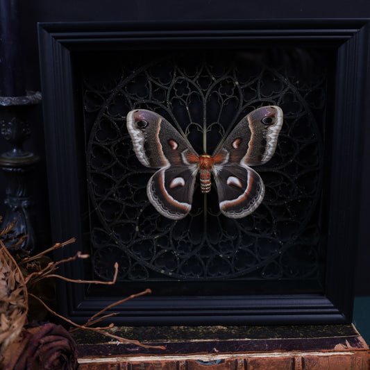 Hyalophora cecropia im Rahmen auf gotischem Hintergrund | 22x22cm