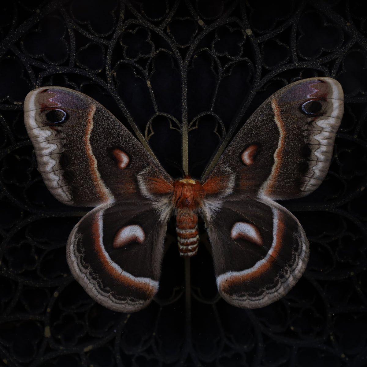 Hyalophora cecropia im Rahmen auf gotischem Hintergrund | 22x22cm