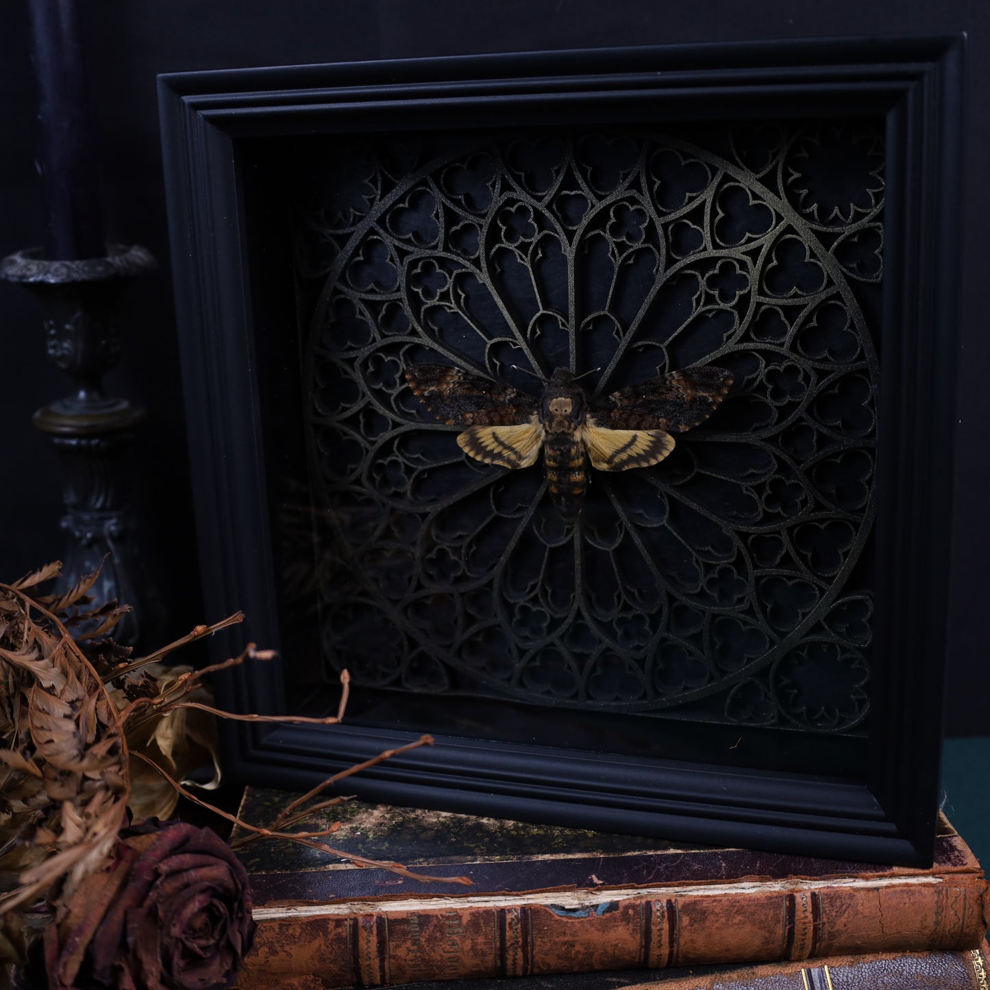 Death's-head hawkmoth in a frame with a Gothic background