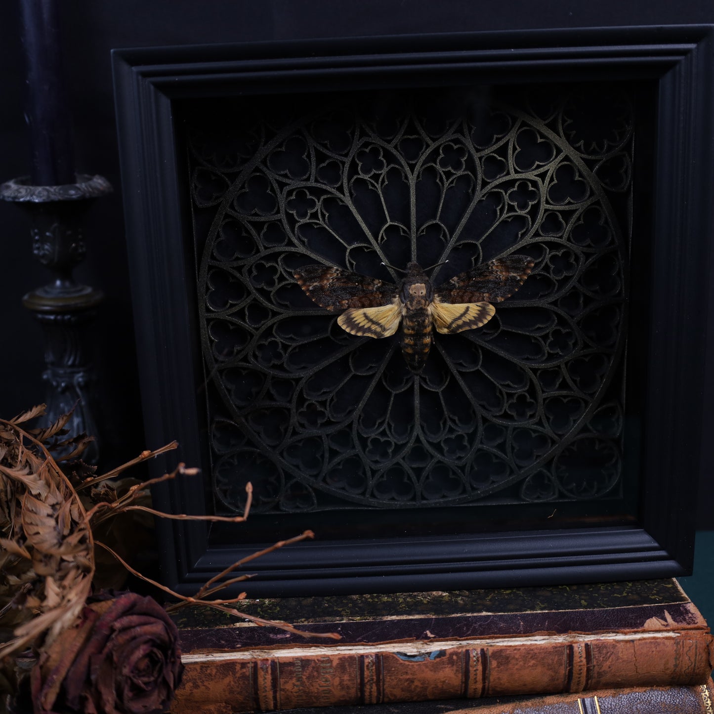 Death's-head hawkmoth in a frame with a Gothic background