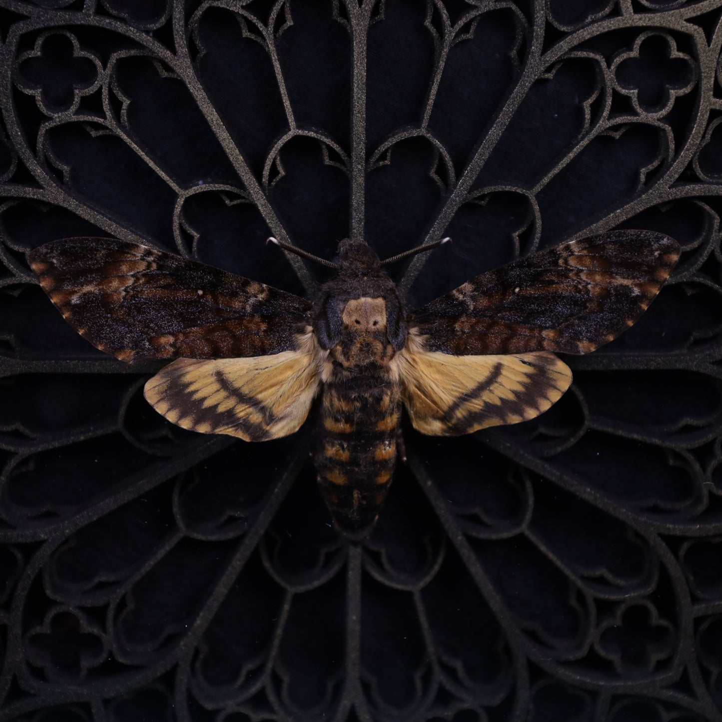 Death's-head hawkmoth in a frame with a Gothic background