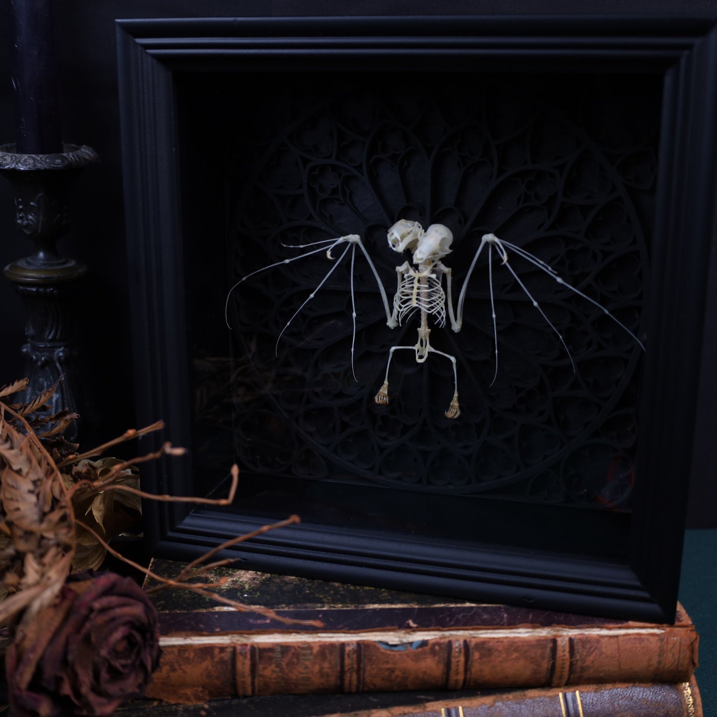 Zweiköpfieger Flughund Skelett im Rahmen auf gotischem Hintergrund | 22x22cm