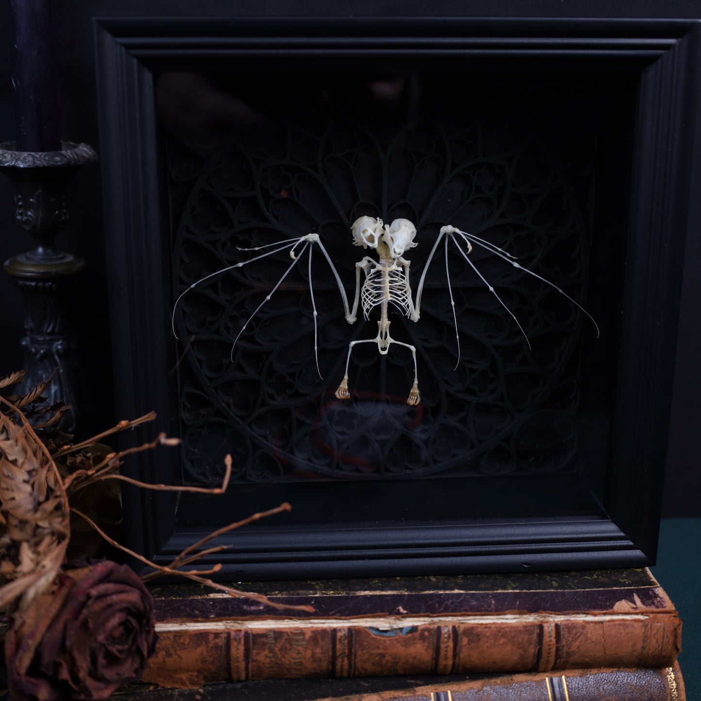 Zweiköpfieger Flughund Skelett im Rahmen auf gotischem Hintergrund | 22x22cm