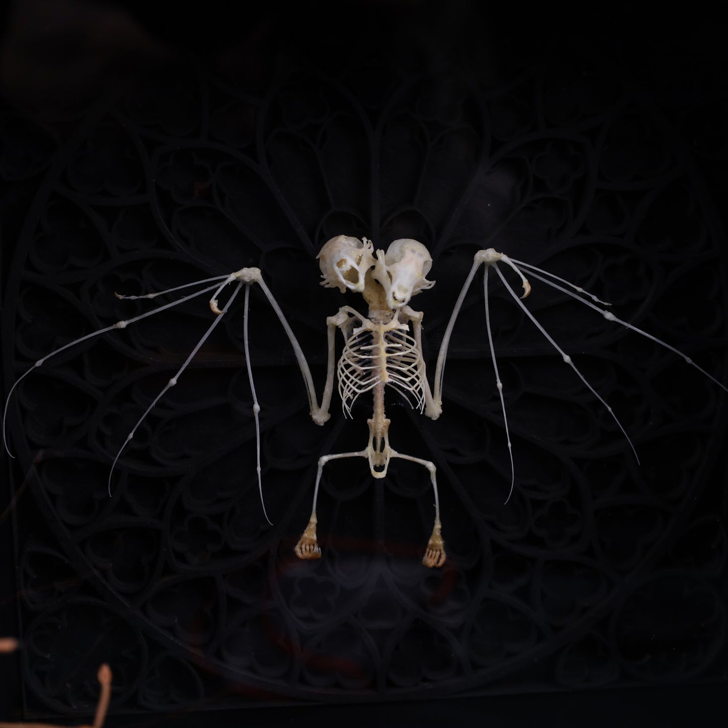 Zweiköpfieger Flughund Skelett im Rahmen auf gotischem Hintergrund | 22x22cm