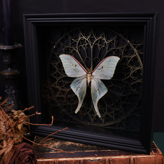 Actias selene im schwarzen 3D-Rahmen mit gotischem Hintergrund | 22 x 22 cm