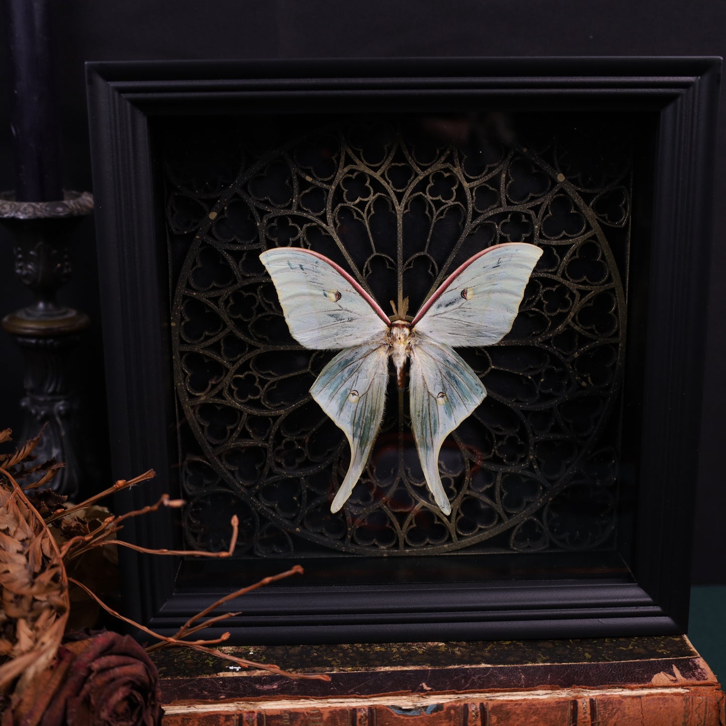 Actias selene im schwarzen 3D-Rahmen mit gotischem Hintergrund | 22 x 22 cm