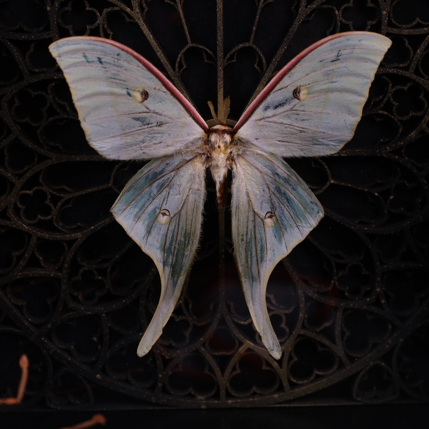 Actias selene im schwarzen 3D-Rahmen mit gotischem Hintergrund | 22 x 22 cm