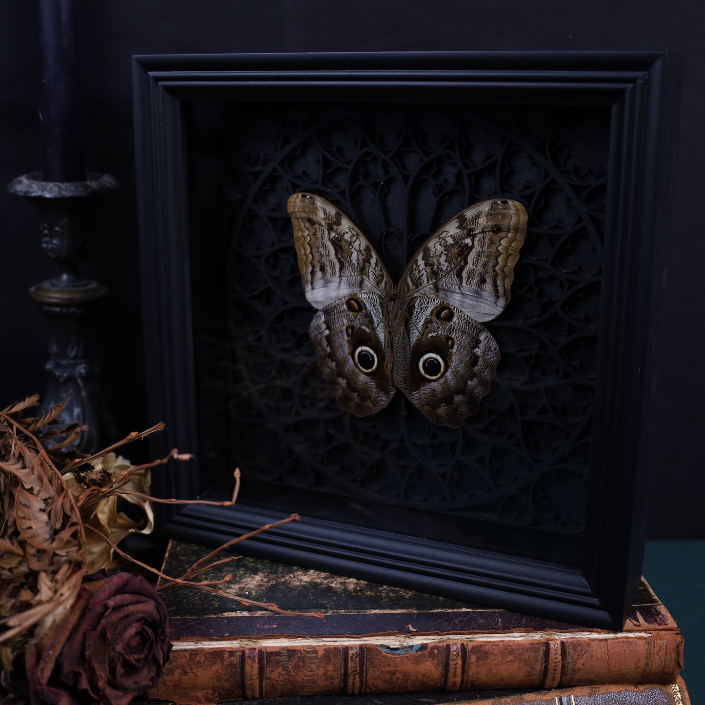 Caligo sp. im schwarzen 3D-Gotikrahmen | 22 × 22 cm