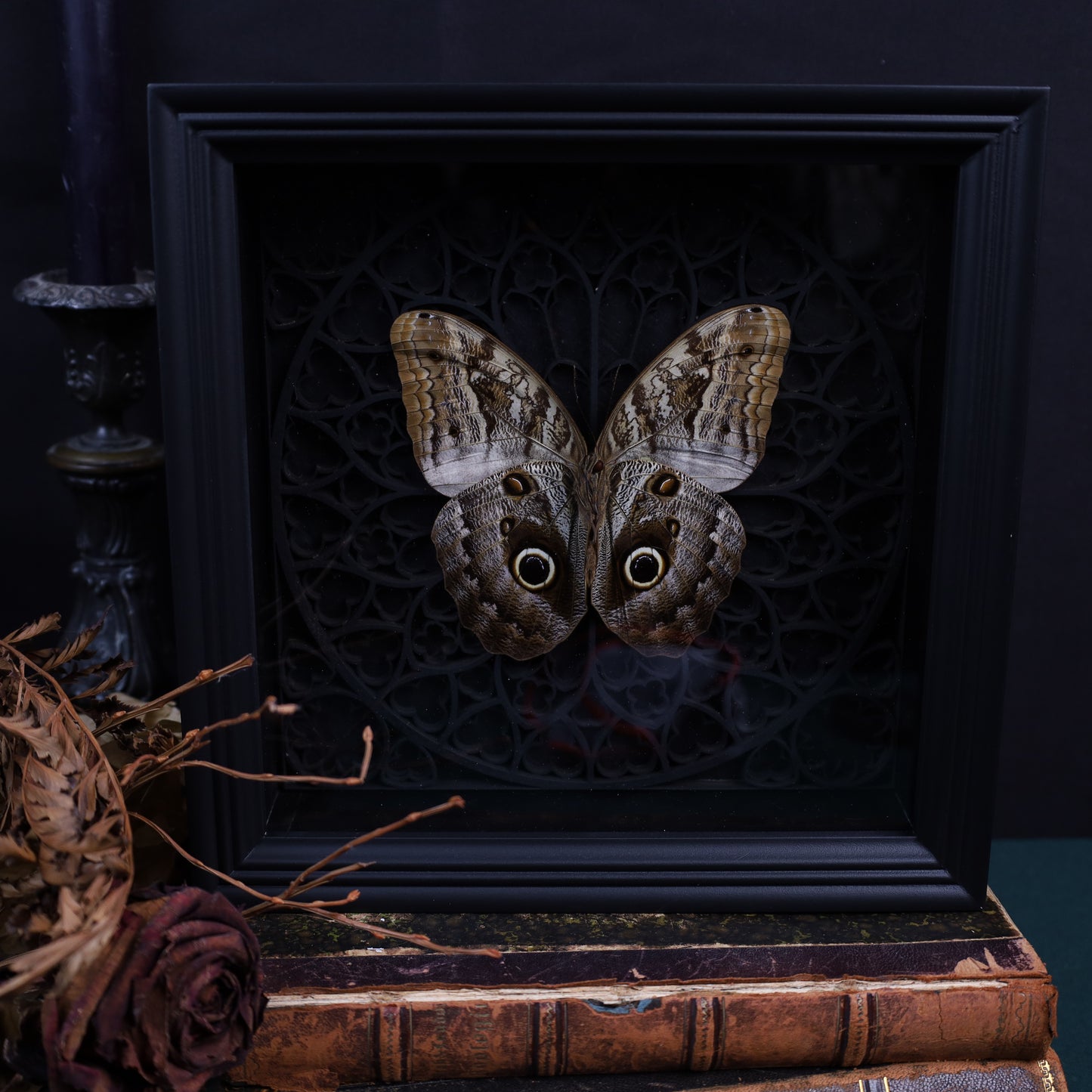 Caligo sp. im schwarzen 3D-Gotikrahmen | 22 × 22 cm