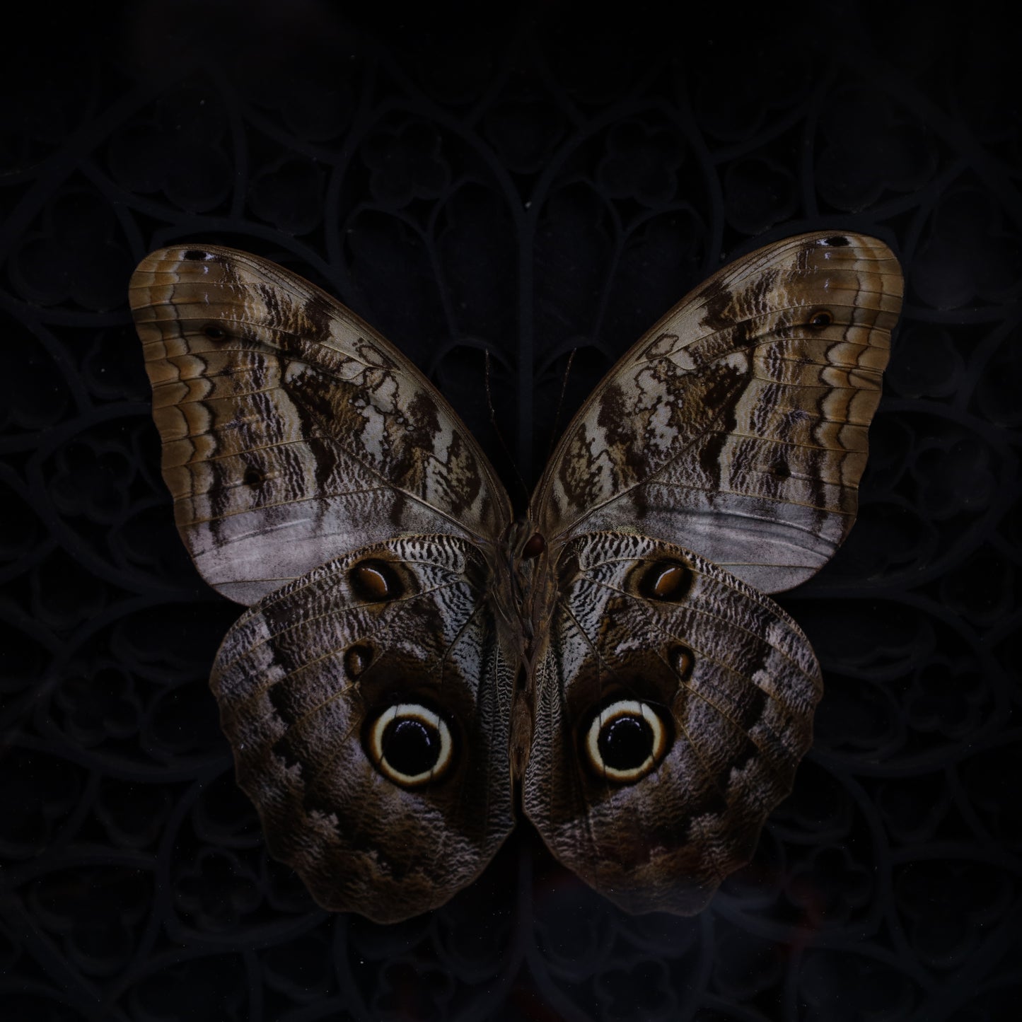 Caligo sp. im schwarzen 3D-Gotikrahmen | 22 × 22 cm