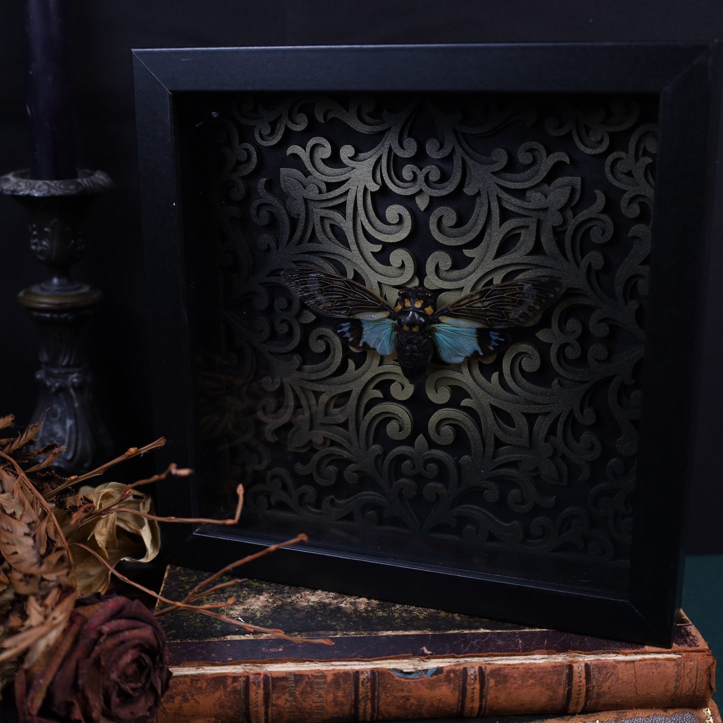 Tosena splendida im schwarzen 3D-Ornamentrahmen | 20 × 20 cm