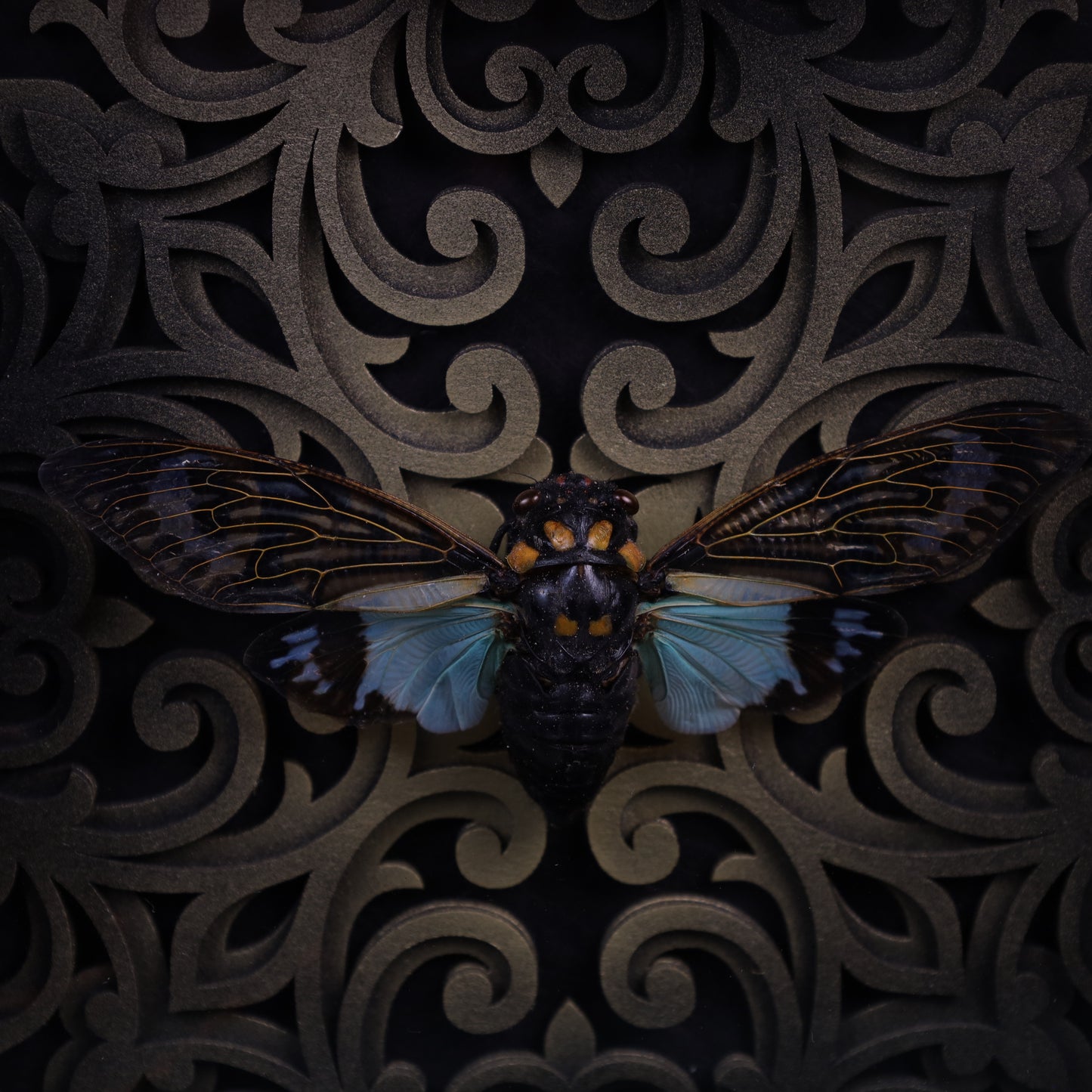 Tosena splendida im schwarzen 3D-Ornamentrahmen | 20 × 20 cm