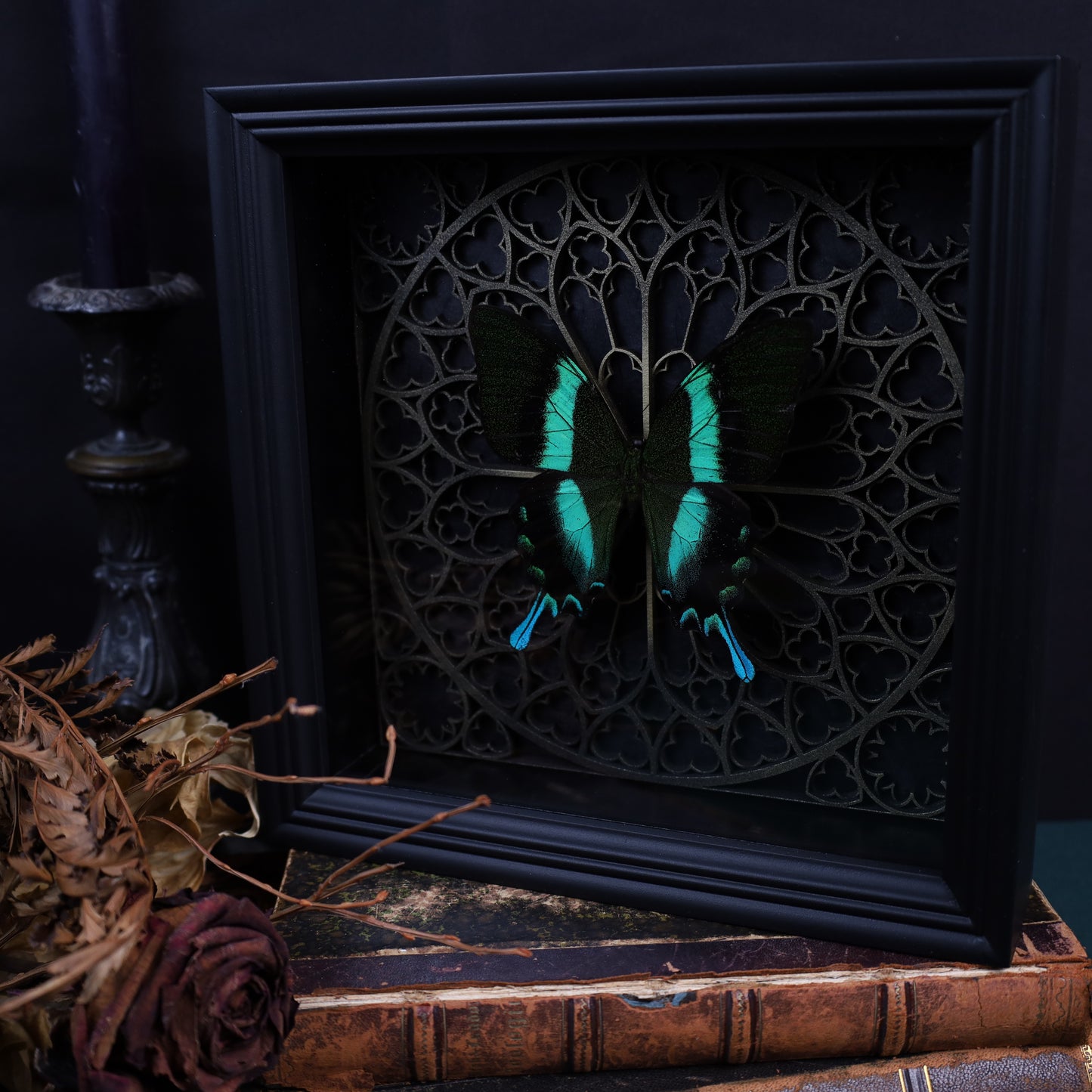 Papilio Blumei within the framework