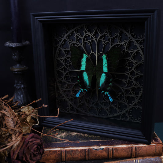 Papilio Blumei im Rahmen mit Gotischem Hintergrund | 22x22cm