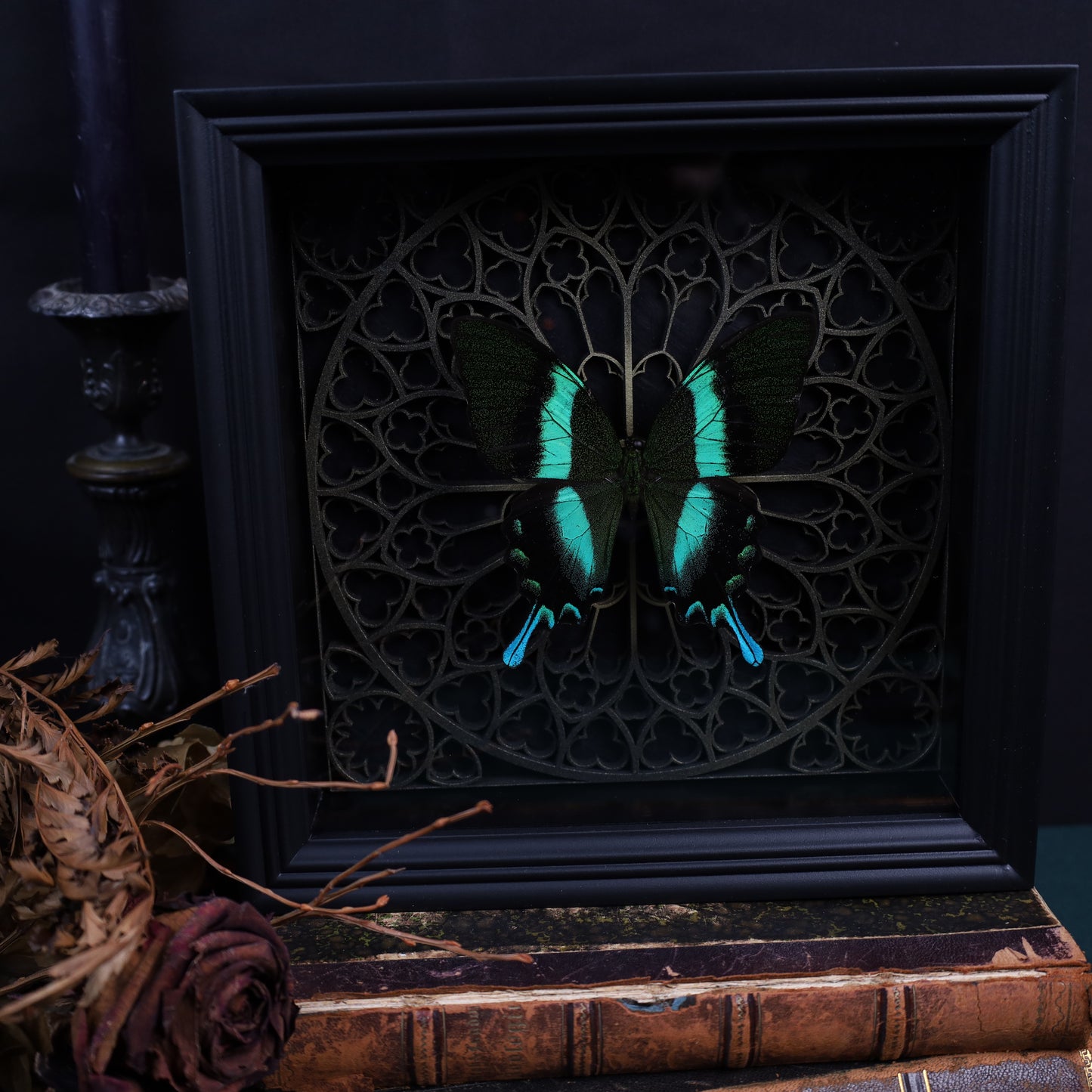 Papilio Blumei within the framework