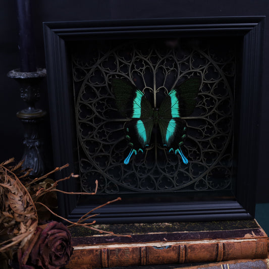 Papilio Blumei im Rahmen mit Gotischem Hintergrund | 22x22cm