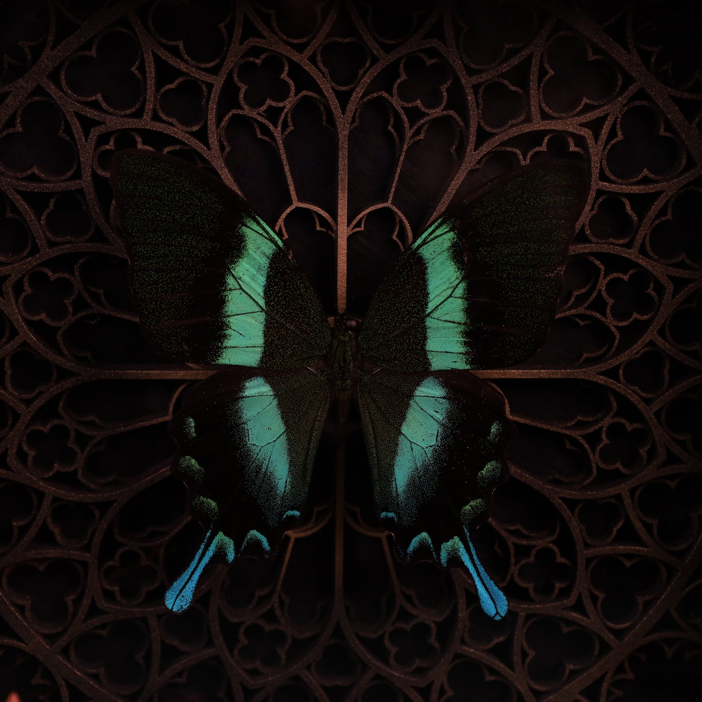 Papilio Blumei within the framework