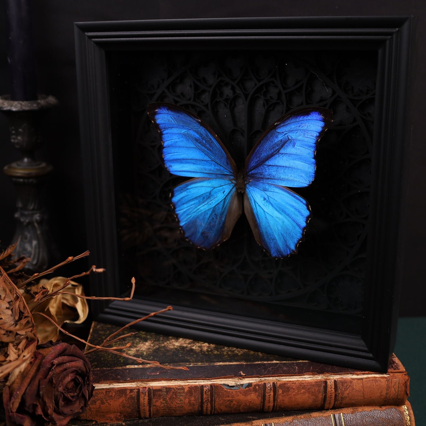 Morpho didius within the framework