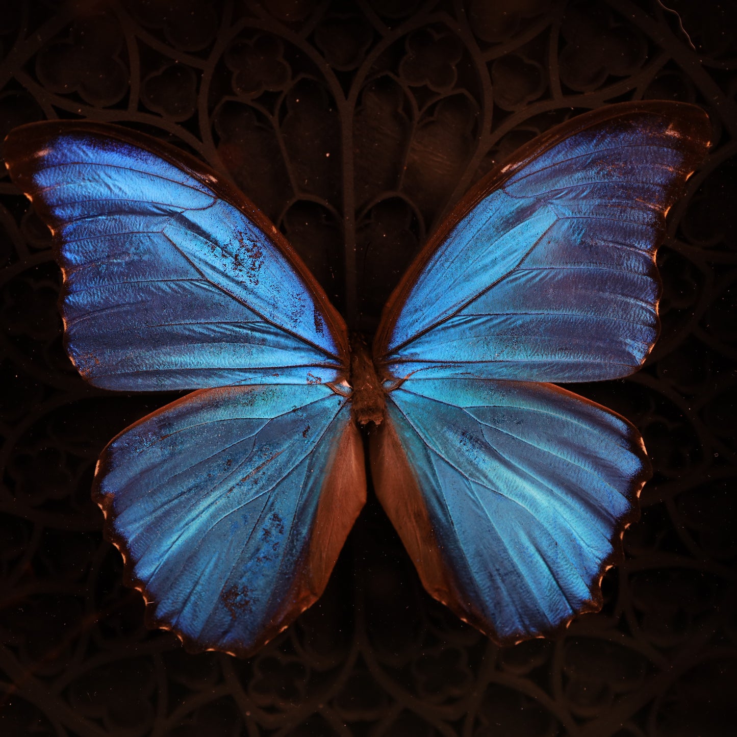 Morpho didius within the framework