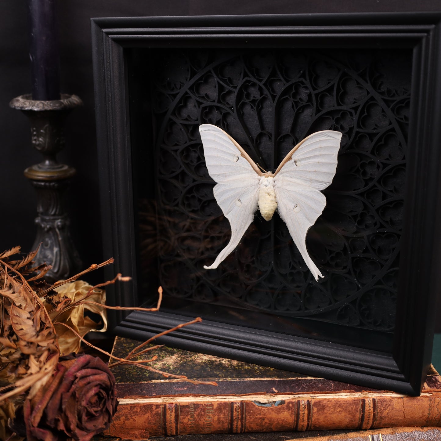 Genuine moon spinners in a frame – Actias Luna – Gothic