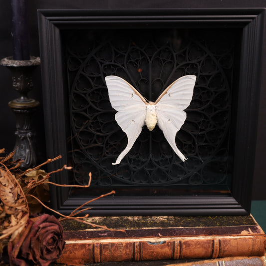 Echte Mondspiner im Rahmen – Actias Luna (White, Old bleached)| 22x22cm