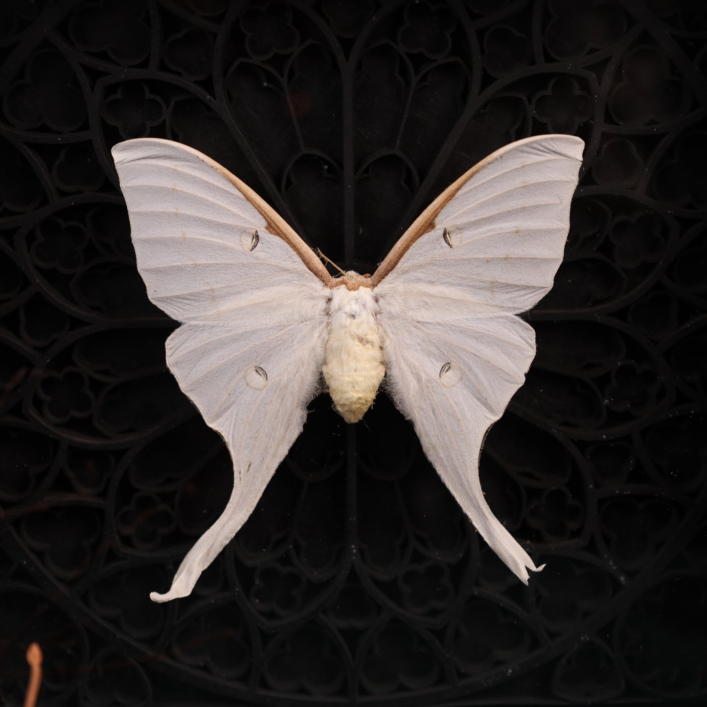 Genuine moon spinners in a frame – Actias Luna – Gothic