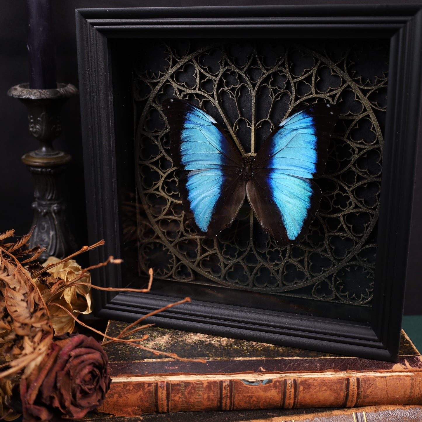 Morpho didius within the framework