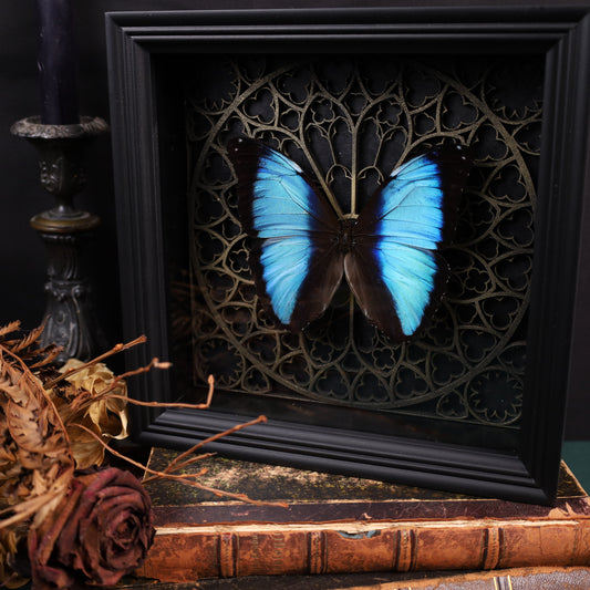 Morpho helenor im Rahmen auf Gotischem Hintergrund | 22x22cm