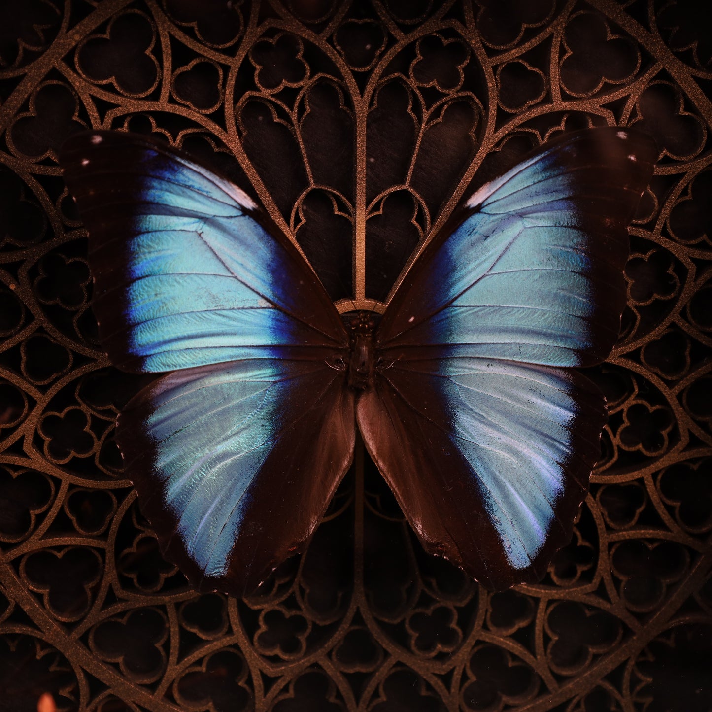 Morpho didius within the framework