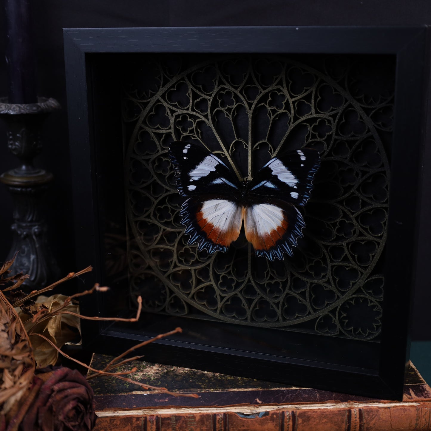 Hypolimnas misippus im schwarzen 3D-Gotikrahmen | 22 × 22 cm