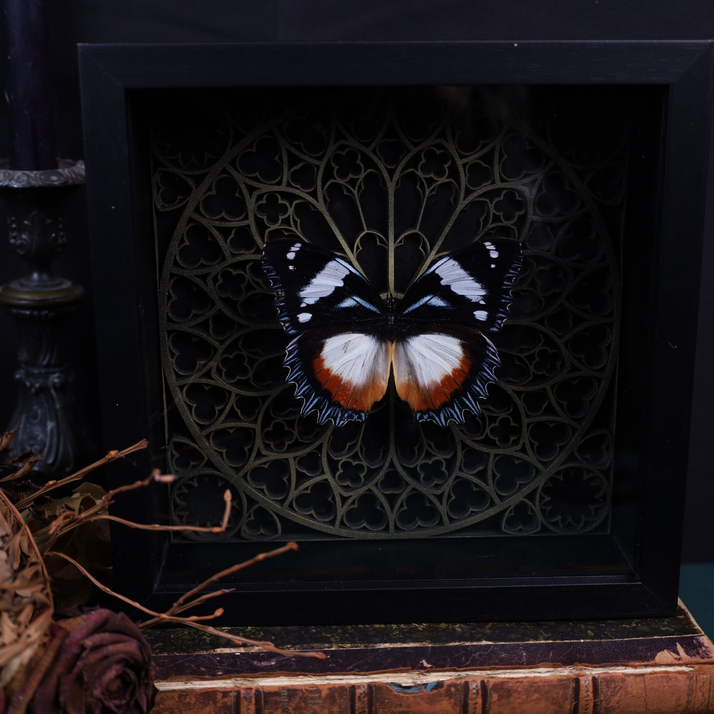 Hypolimnas misippus im schwarzen 3D-Gotikrahmen | 22 × 22 cm