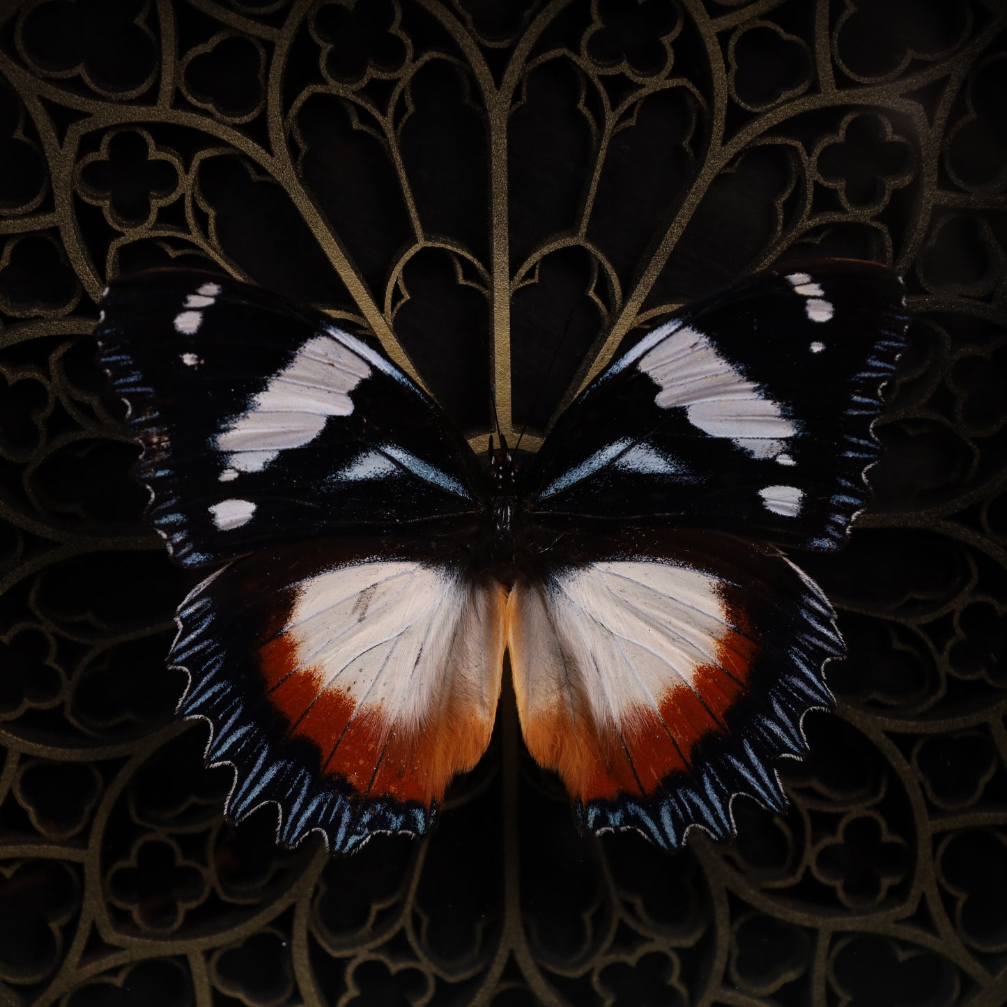 Hypolimnas misippus im schwarzen 3D-Gotikrahmen | 22 × 22 cm