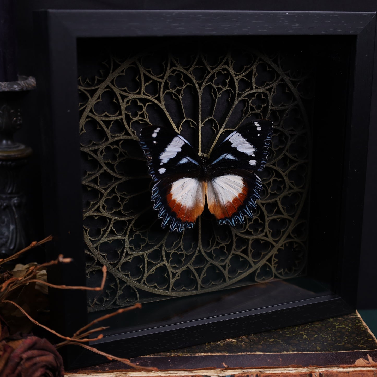 Hypolimnas misippus im schwarzen 3D-Gotikrahmen | 22 × 22 cm
