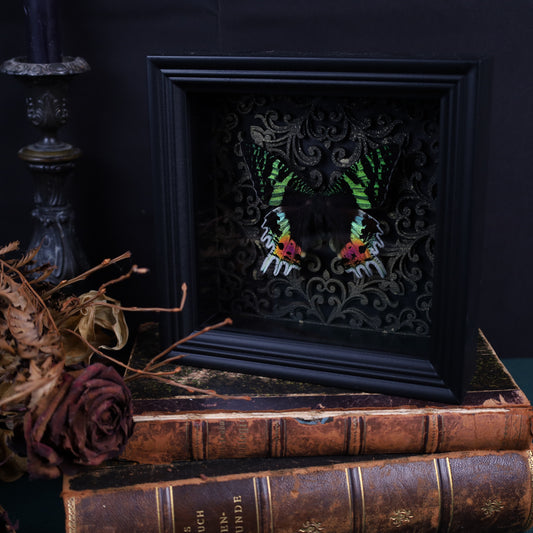 Chrysiridia rhipheus im Rahmen auf Gotischem Hintergrund | 17x17cm