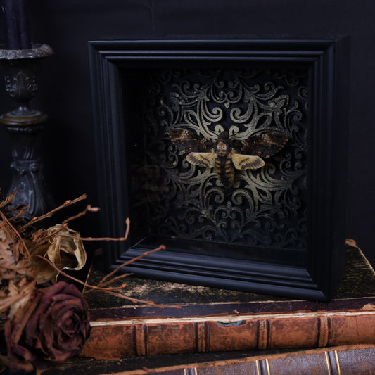 Totenkopfschwärmer im Rahmen mit Gotik Hintergrund | 17x17cm