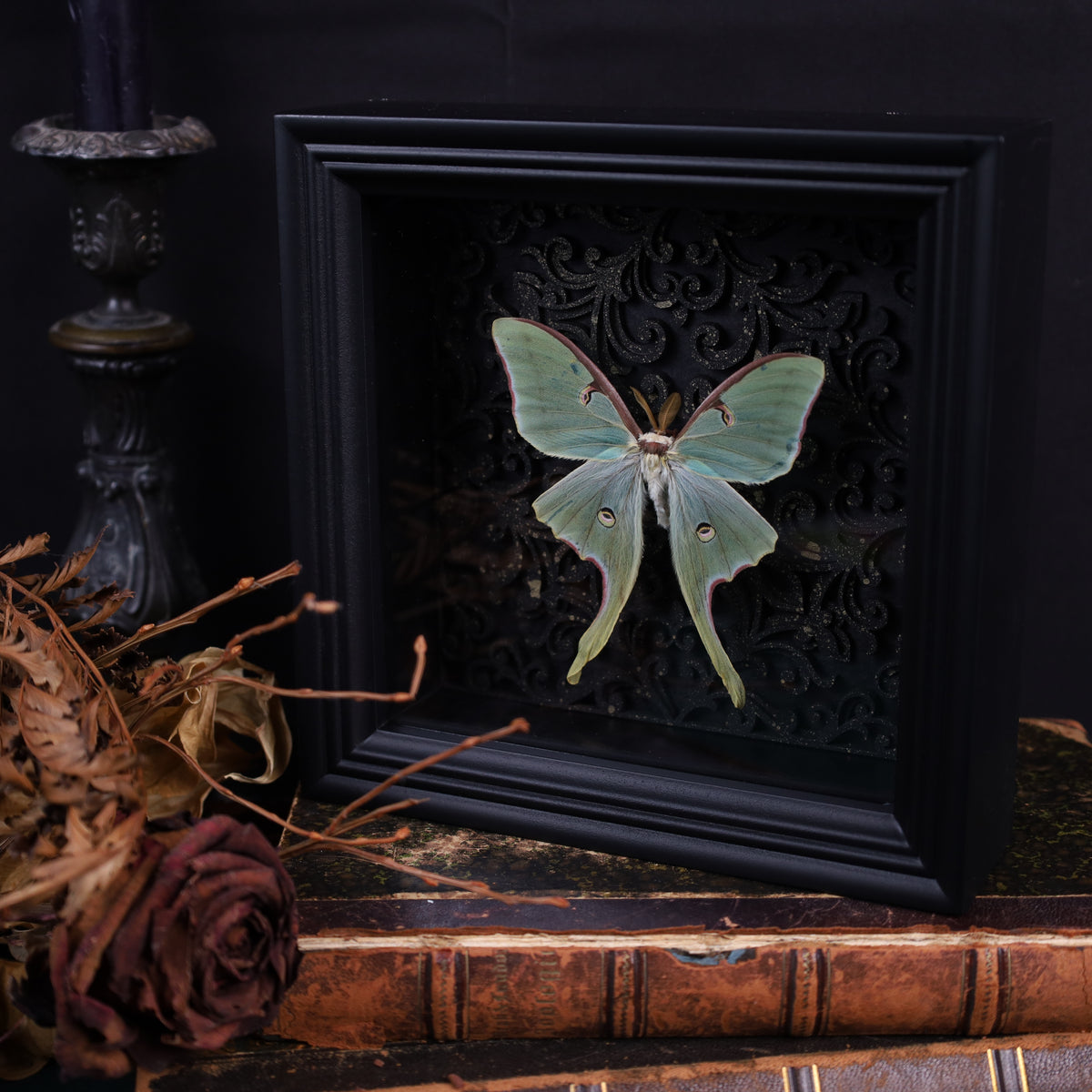 Genuine moon spinners in a frame – Actias Luna – Gothic