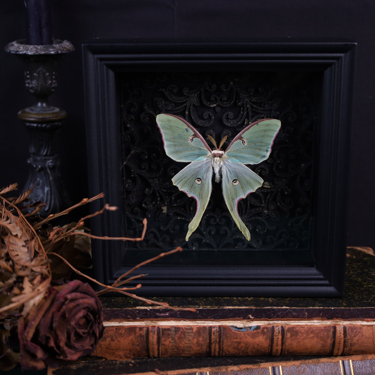 Genuine moon spinners in a frame – Actias Luna – Gothic