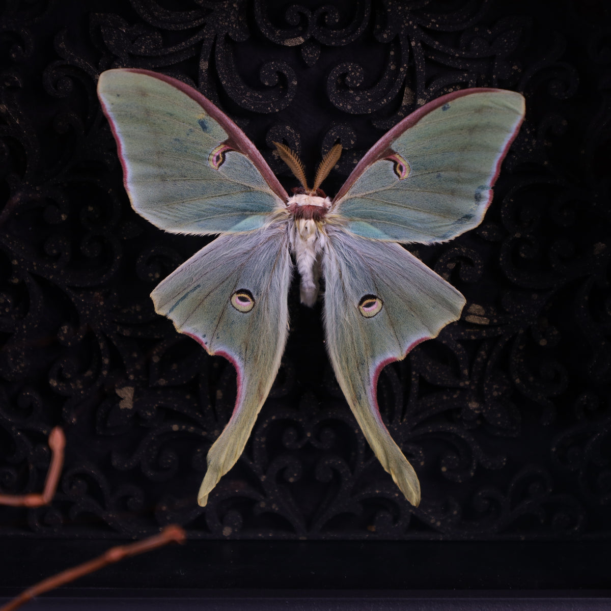Genuine moon spinners in a frame – Actias Luna – Gothic