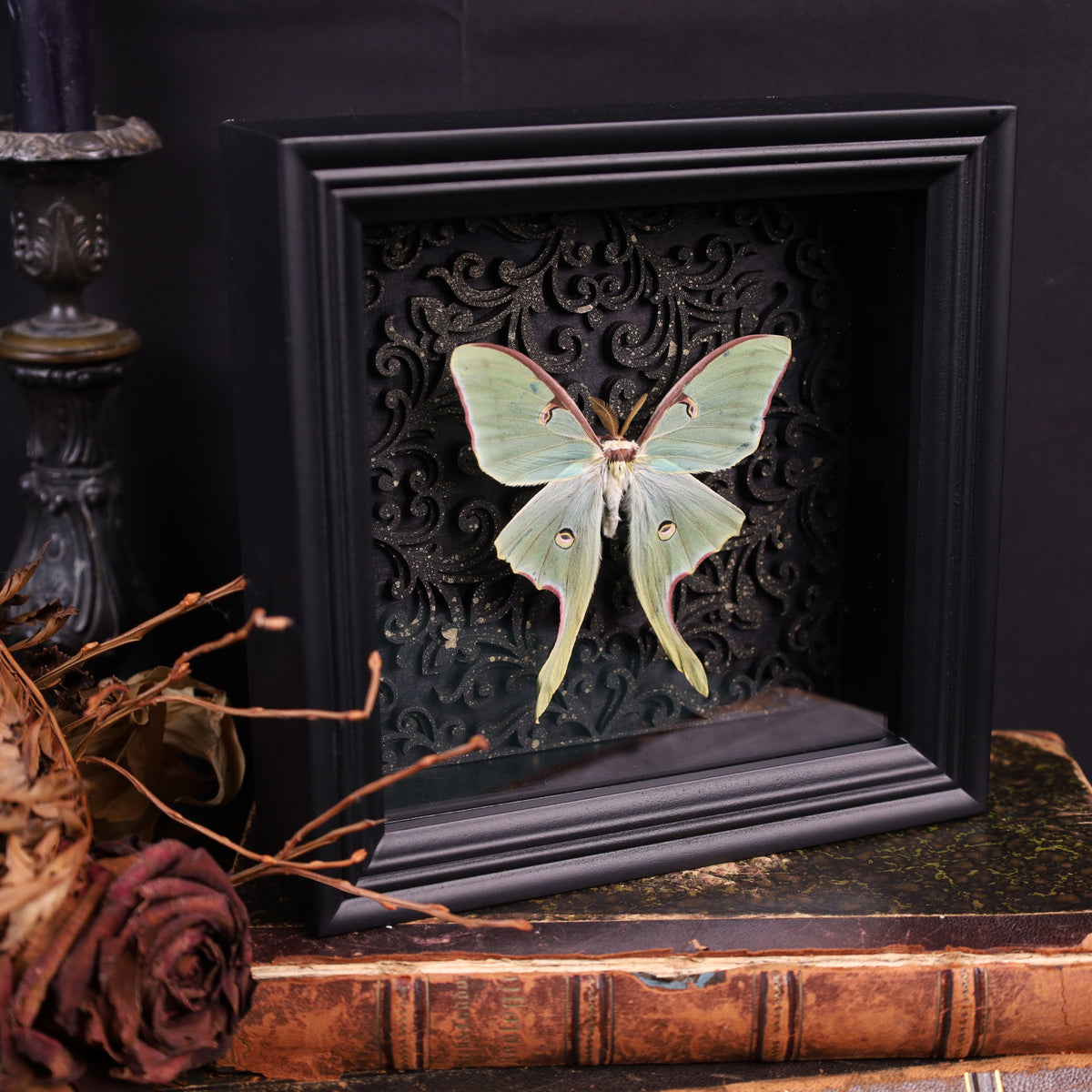 Genuine moon spinners in a frame – Actias Luna – Gothic