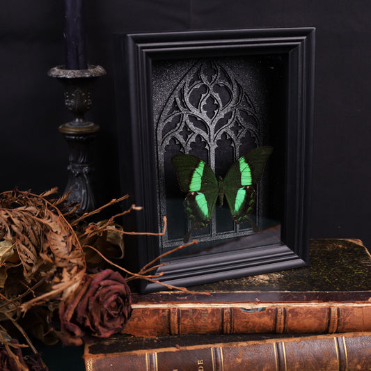 Papilio daedalus im Rahmen mit Gotik-Hintergrund