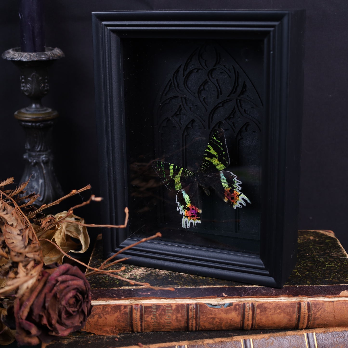 Chrysiridia rhipheus im Rahmen auf Gotischem Hintergrund | 20x15cm