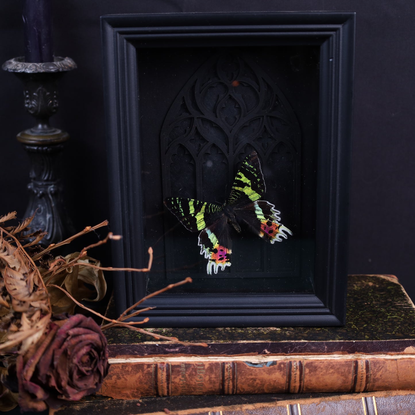 Chrysiridia rhipheus im Rahmen auf Gotischem Hintergrund | 20x15cm