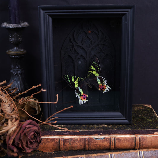 Chrysiridia rhipheus im Rahmen auf Gotischem Hintergrund | 20x15cm