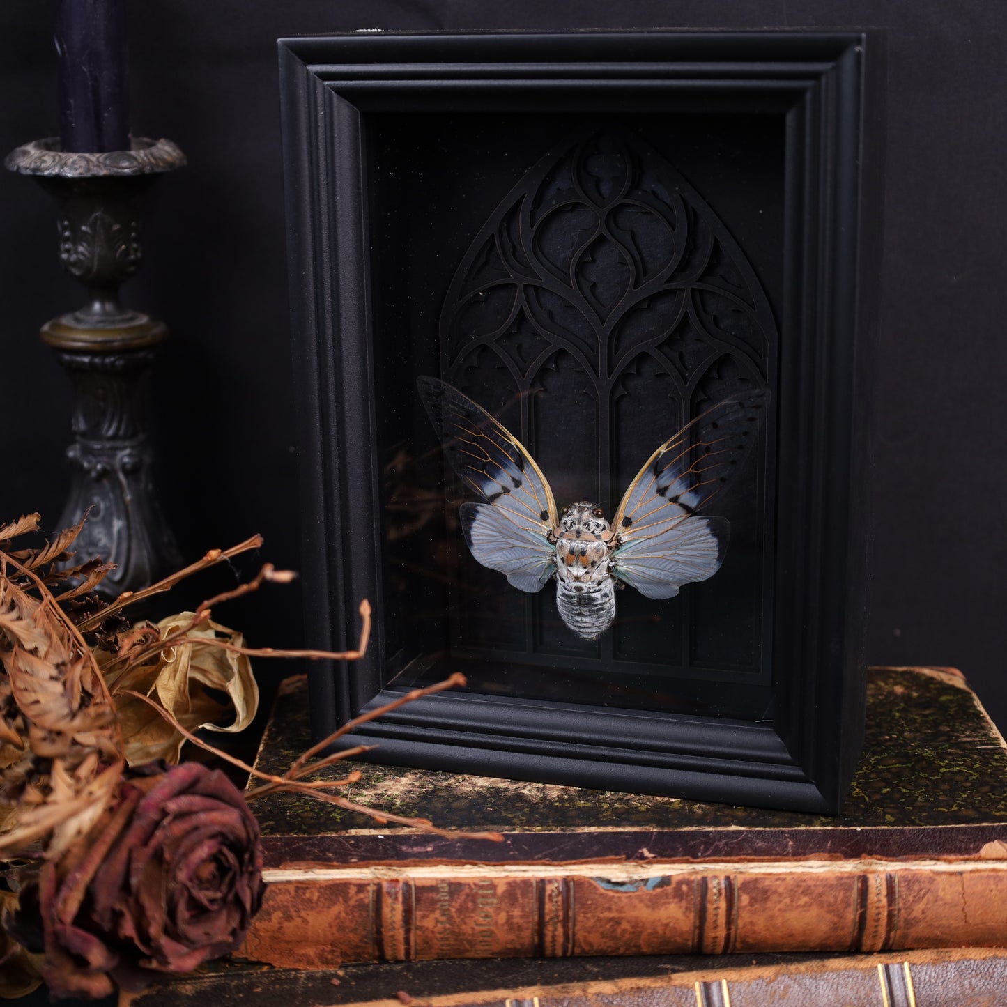 Echte Geisterzikade im Rahmen auf Barock Hintergrund | 15x20cm