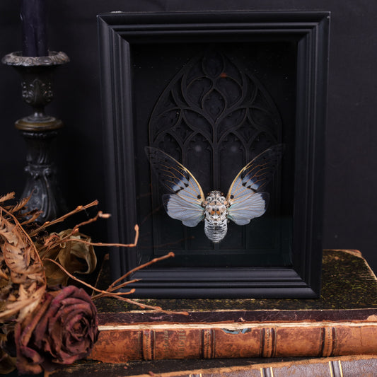 Echte Geisterzikade im Rahmen auf Barock Hintergrund | 15x20cm